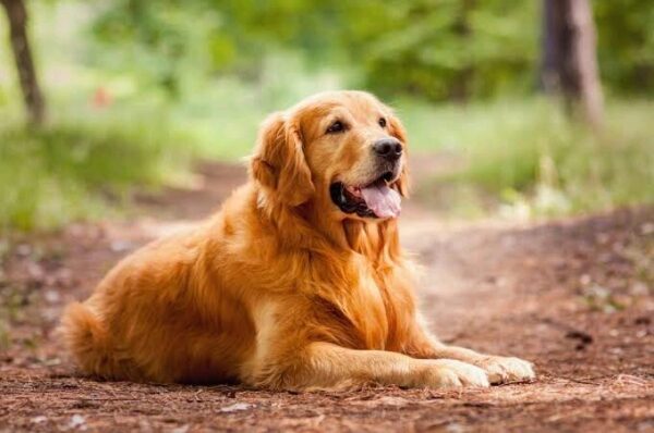 JUST NOW:A Huge Retriever for the Ponos Coe: A Look at His Return to the Helm