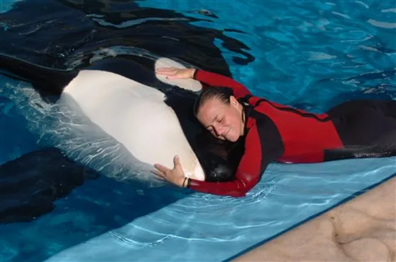 Trainer Killed by Orca During Performance at SeaWorld