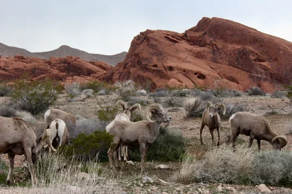 JUST NOW: Nevada’s Bighorn Sheep Roam Freely within the Valley of Fire State See More