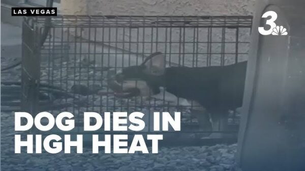 Breaking news:Las Vegas Woman Arrested After Dog’s Death Due to…